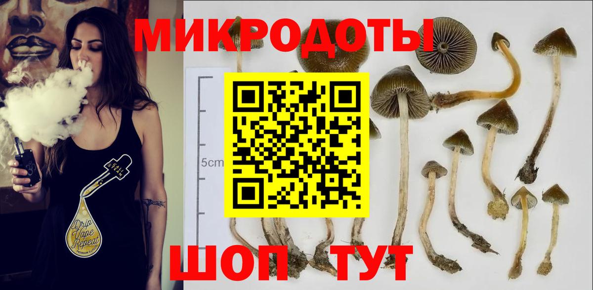 Псилоцибиновые грибы Psilocybe Канск